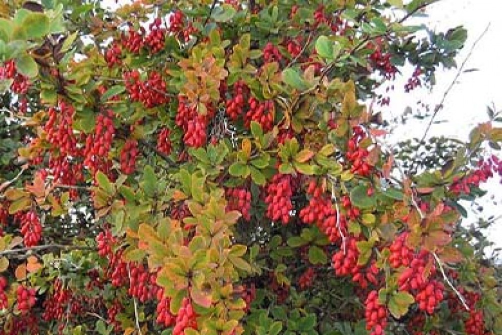 Impressive Health Benefits Of Barberry Root - Berberis Vulgaris