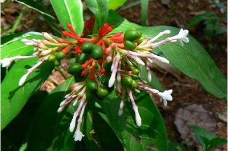 Managing Hypertension Naturally: How Rauwolfia Serpentina Can Help?