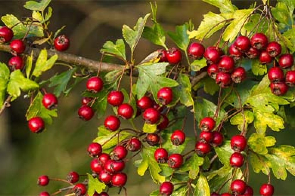 Hawthorn (Crataegus Oxyacantha) Benefits For Cardiovascular Health